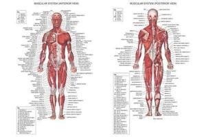 anatomical charts books ebay