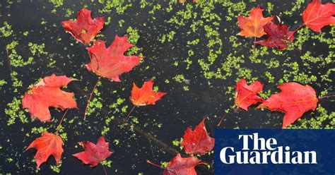 fall colors autumn foliage across north america in pictures