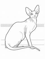 Pisica Colorat Planse Desene Kolorowanki Cats Devon Koty Colorear Kolorowanka Gatti Kot Animale Sphynx Egiziano Pisici Chachipedia sketch template