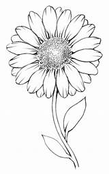 Daisy Drawing Outline Flower Daisies Flowers Draw Drawings Easy Simple Small Paintingvalley Lesson Sunflower Getdrawings Curved Cartoon Month sketch template