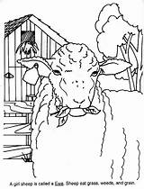 Kolorowanki Owce Coloring Sheep Industry sketch template