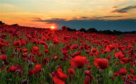 history   poppy flower  veteransmemorial day