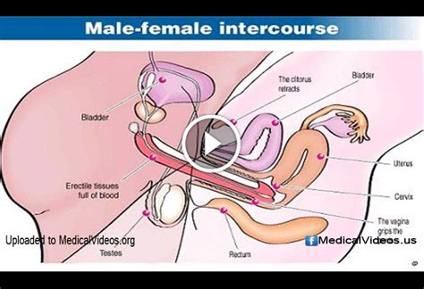 sexual health man and woman intercourse
