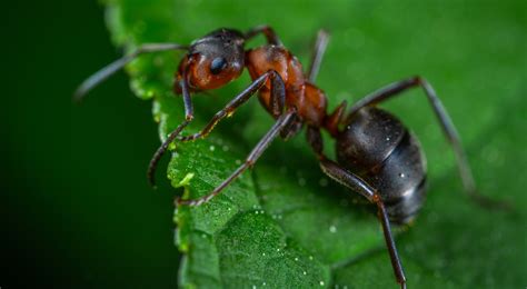 mieren bestrijden maasstad faunabeheer
