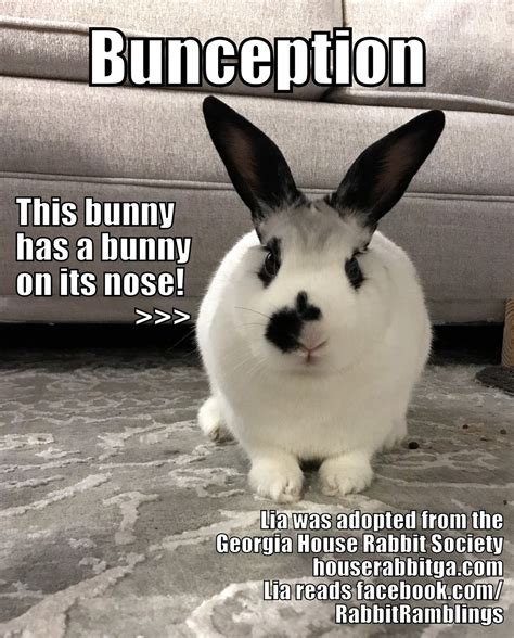 rabbit ramblings funny bunny memes