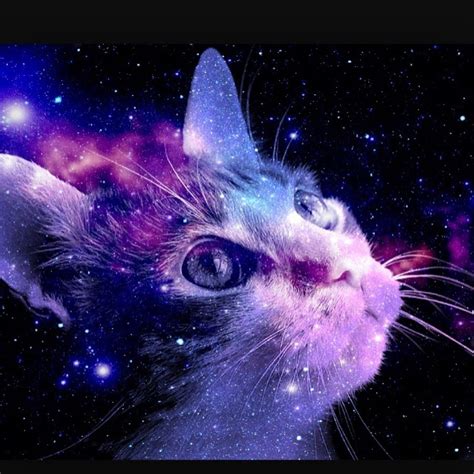 steam community galaxy cat