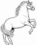 Horse Coloring Pages Horses Drawing Male Rearing Awesome Print Drawings Printable Color Running Colornimbus Colorir Sheets Draw Colouring Baby Basic sketch template