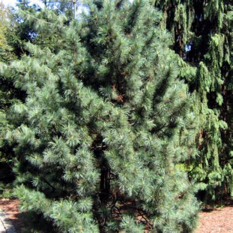 5 Pinus Koraiensis Korean Nut Pine Cedar Seeds