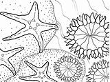 Coloring Sea Anemone Pages Star Color Kelp Forest Designlooter Getcolorings 450px 51kb 33kb Animal sketch template