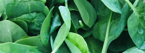 health benefits  spinach  ways     honest