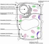 Zelle Pflanzenzelle Aufbau Biologie Zelltypen Organellen Lehrbuch Zellen Funktion Bestandteile sketch template