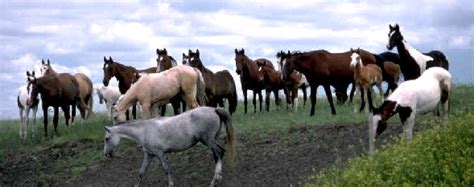 horse color genetics