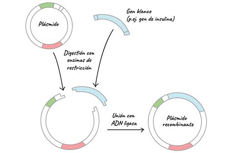 Enzimas De Restriccion Pdf