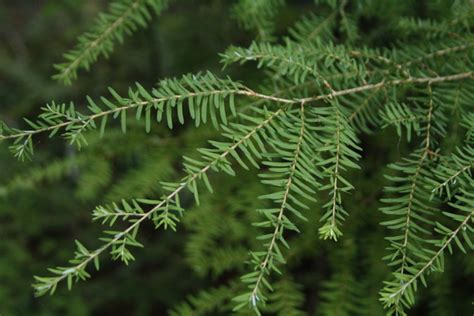 western hemlock tree identification properties