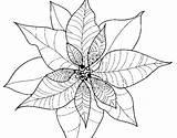 Poinsettia Coloring Flower Coloringcrew sketch template