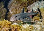 Afbeeldingsresultaten voor "heterodontus Mexicanus". Grootte: 148 x 104. Bron: www.oceanlight.com