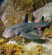 Afbeeldingsresultaten voor "heterodontus Mexicanus". Grootte: 176 x 185. Bron: www.oceanlight.com