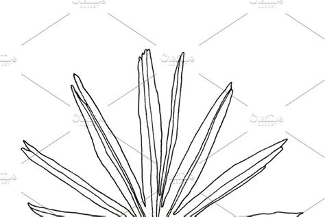 palm leaves clipart foliage clipart leaves clipart palm leaves foliage
