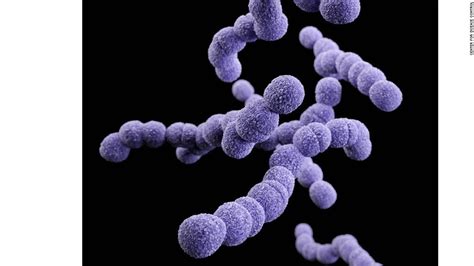 Group B Streptococcus Medical Diagnosis Hot Sex Picture