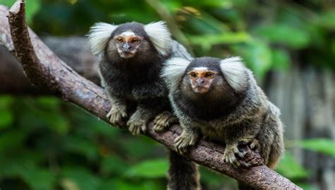 common marmoset care facts lifespan habitat pictures