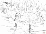 Coloring Whooping Cranes Two Pages Skip Main Drawing sketch template