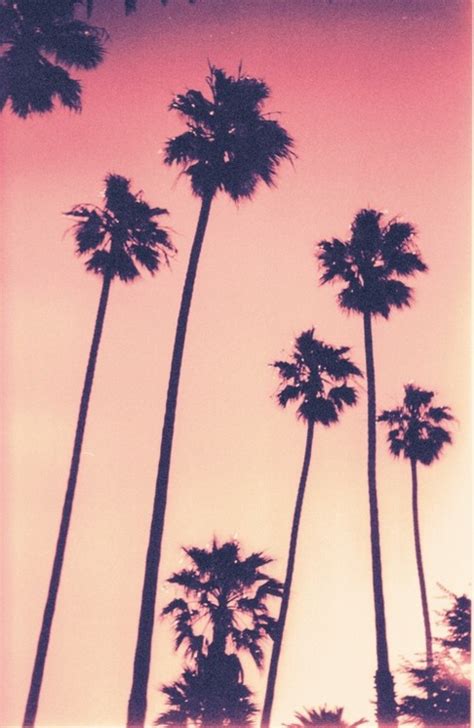 art artsy hawaii hipster inspiration palm trees photography