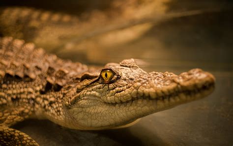crocs    eat rocks  moment  science indiana