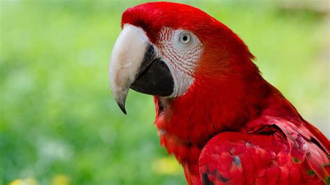 freewall profile of a scarlet macaw wallpapers