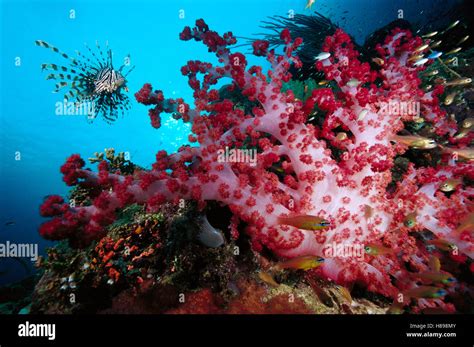 soft coral dendronephthya sp schooling pygmy sweeper parapriacanthus ransonneti  lionfish