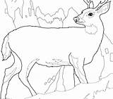 Coloring Deer Hunting Pages Tailed Whitetail Getcolorings Printable Getdrawings Color sketch template