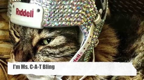 bling cat youtube
