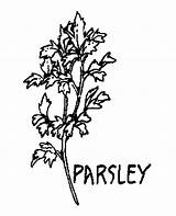 Parsley Clipart Herb Herbs Bw Cliparts Herbal Curled Plants Leaf Library Spices Clipground sketch template
