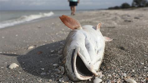 warning graphic images dead fish turtles manatees wash   southwest florida beaches fox news