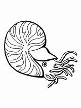 Nautilus Nautilo Mar Desenho Weichtiere Lula Molluschi Chambered Legends Categorias Cozza Cmpartilhe Supercoloring Printmania sketch template