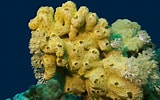 Image result for "rissoa Porifera". Size: 160 x 100. Source: www.animalsworlds.com