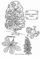 Tree Chestnut Colouring Horse Coloring Pages Trees Activity Village Kids Activityvillage Color Conkers Drawing Leaf Drawings Templates 650px 17kb Native sketch template