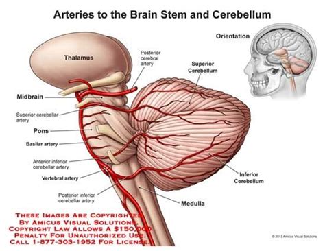 basilar artery google cerebellum anatomy human anatomy