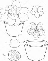 Violet African Flower Pot Coloring Drawing Illustration Stock Getdrawings Vector Growth Group Preview sketch template