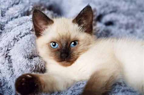 kat met blauwe ogen deze kattenrassen moet je hebben kattenpleinnl