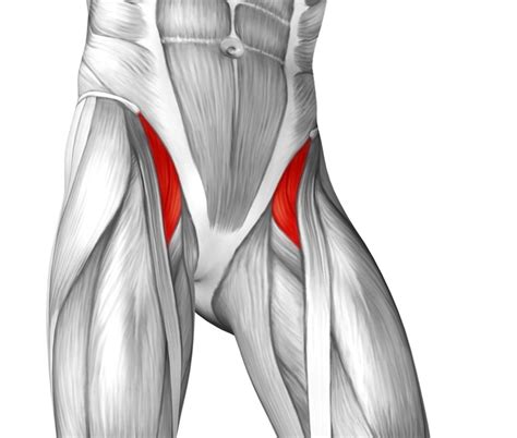 What Causes Tight Hip Flexors And How To Fix’em
