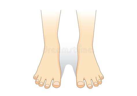 feet vector  front view stock vector illustration  cartoon