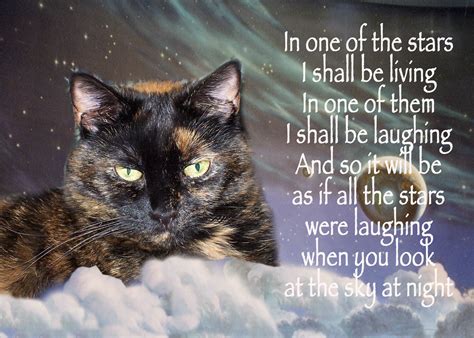 cat loss quotes  poetry quotesgram