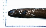 Afbeeldingsresultaten voor Simenchelys parasitica Stam. Grootte: 161 x 98. Bron: www.fishbase.se