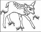 Coloring Fawn Pages Popular Coloringhome sketch template