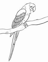 Macaw Hyacinth Bird Designlooter sketch template