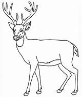 Deer Whitetail Drawing Printable Getdrawings sketch template