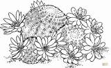 Cactus Pelecyphora Rebutia Supercoloring Deminuta sketch template