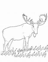 Caribou Coloring Pages Coloriage Dessiner 1546 Printable Dessin Animals Colorier Imprimer Popular Getcolorings Drawing sketch template
