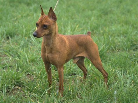 dog giant personality  miniature pinscher american kennel