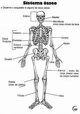 Esqueleto Ossos Anatomia Desenhos Colorir Anatomy Pesquisa Cranio Recortar Sistemas Esquelético Humana Crânio Atividade Visitar Osso Physiologie sketch template